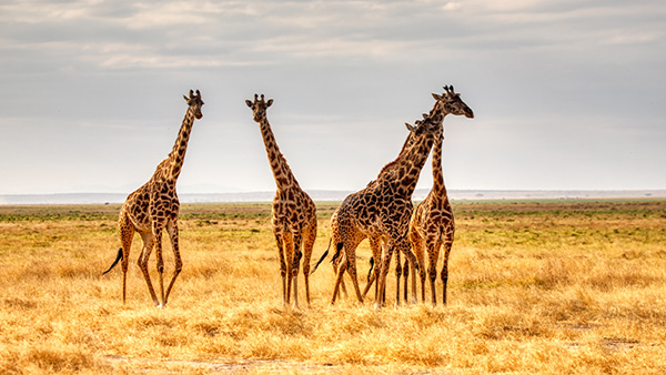 Een kudde giraffen staat in haar natuurlijke habitat