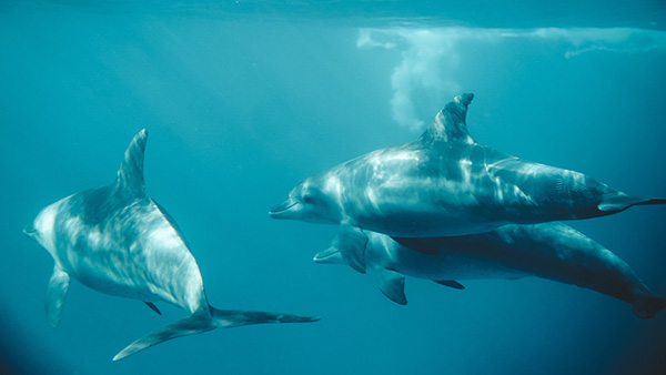 Drie dolfijnen zwemmen in de oceaan
