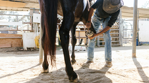 Een man verzorgt de hoefijzers van een paard
