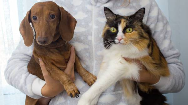 Hond en kat zitten naast elkaar