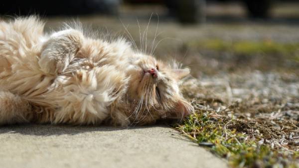 Langharige kat ligt in de zon