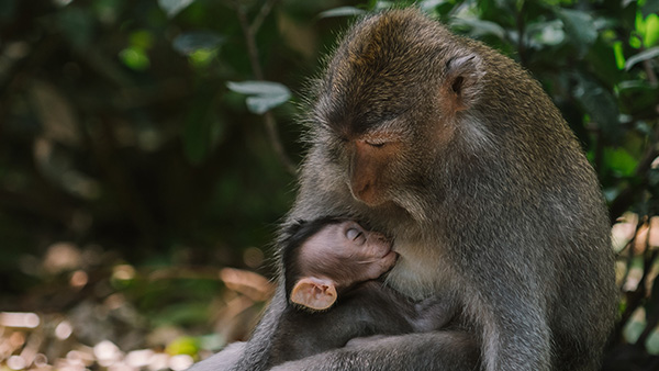 Volwassen aap en babyaap knuffelen elkaar