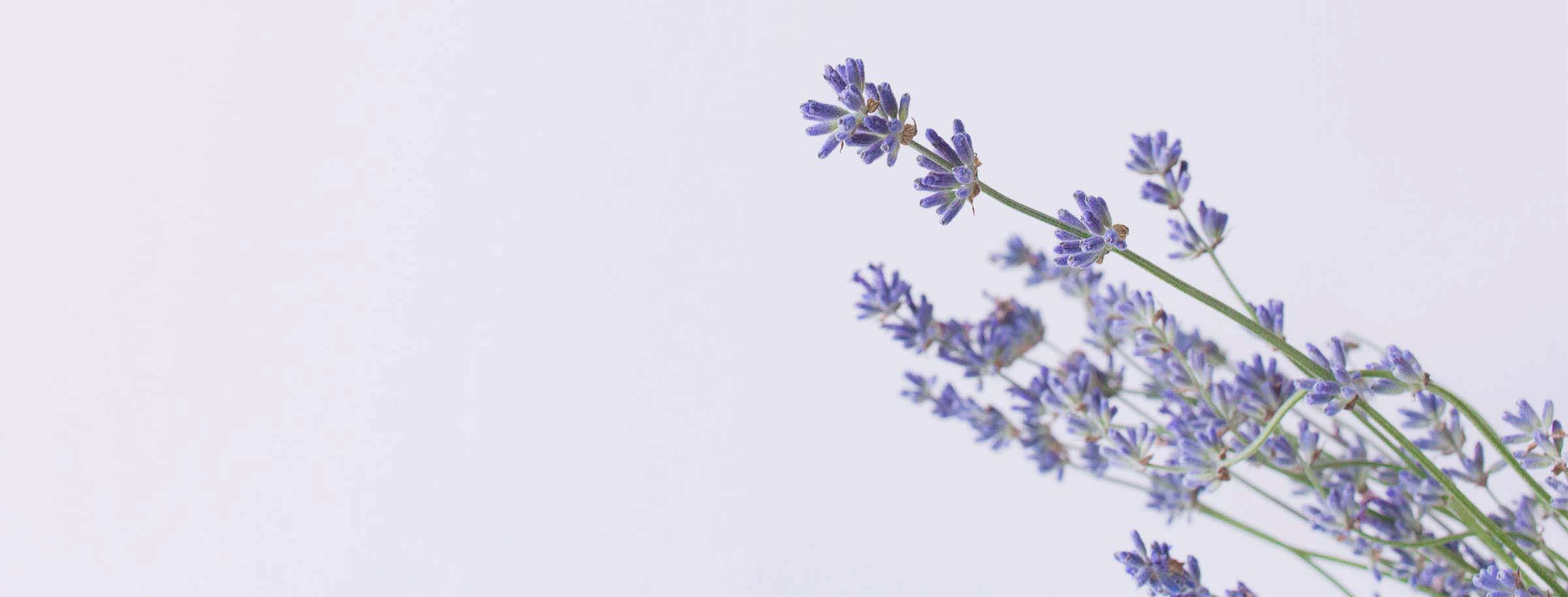 Afbeelding van een lavendelplant