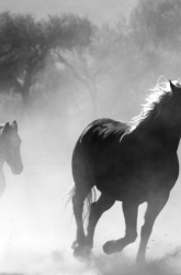 paarden lopen door een mistige omgeving