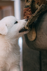 een witte pluizige puppy die op een bank kauwt