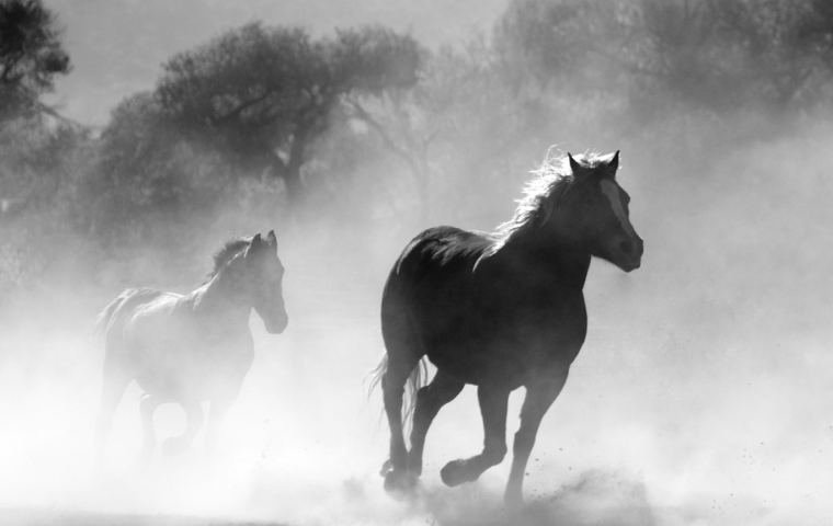 paarden lopen door een mistige omgeving