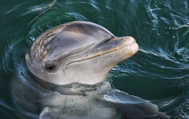een dolfijn steekt hoofd boven water