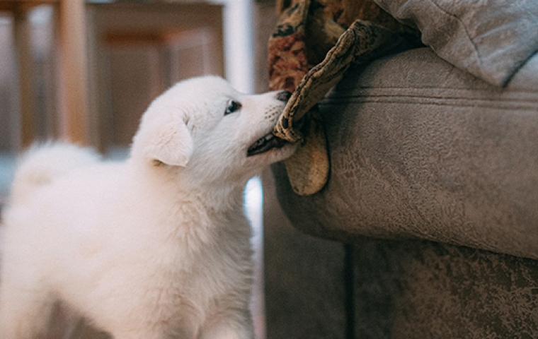 een witte pluizige puppy die op een bank kauwt