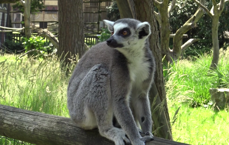 Wat zijn Lemuren? 