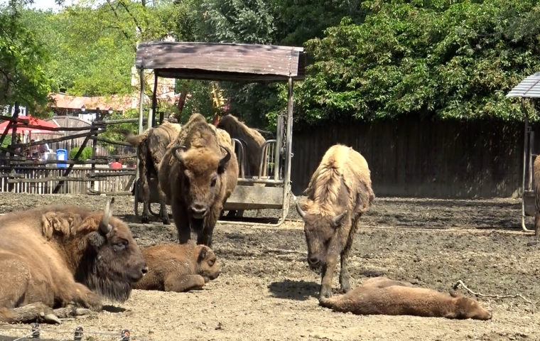 Europese bizons in Bellewaerde