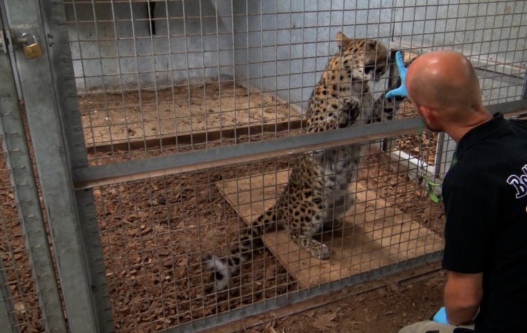 trainer van Bellewaerde is aan het werk met een luipaard