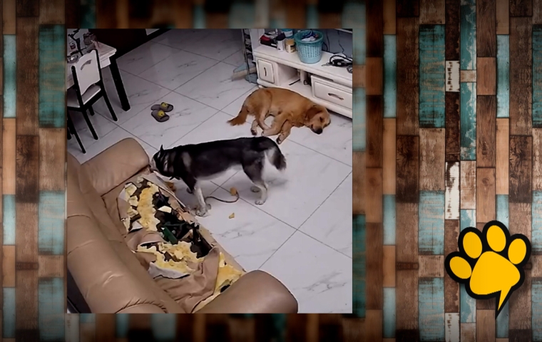 Gedragsproblemen bij een hond gefilmd met een homecamera