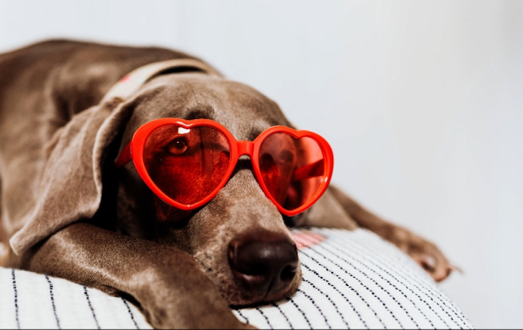 een hond met een hartvormige zonnebril op zijn snuit